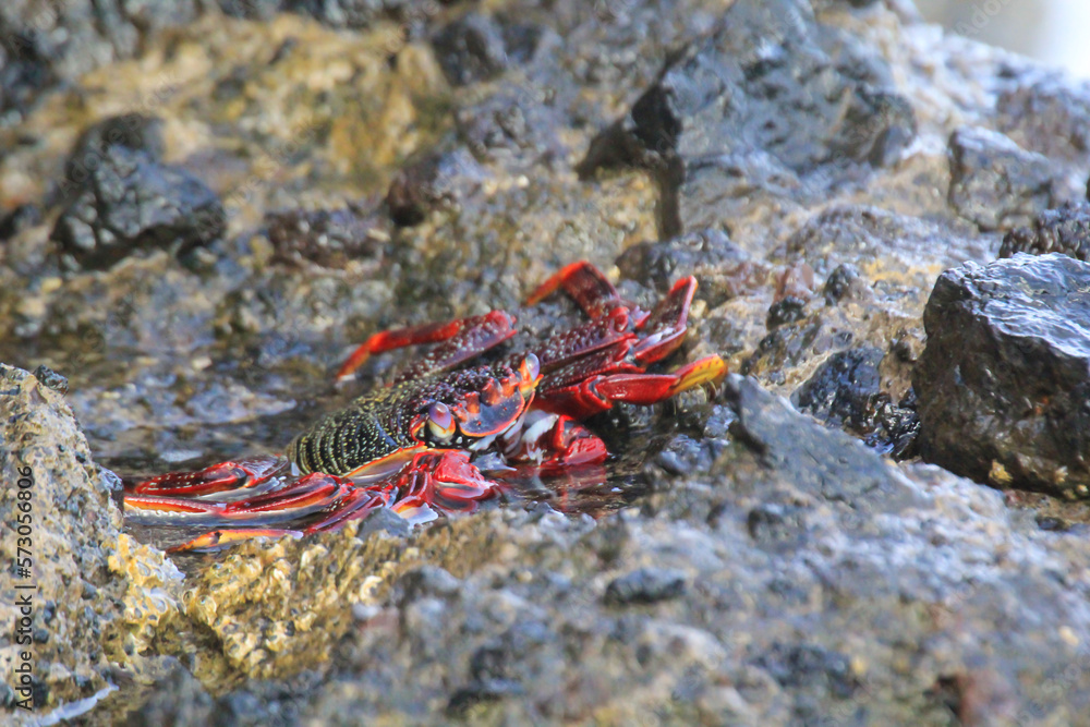Eine rote Klippenkrabbe oder auch rote Felsenkrabbe auf einem Felsen am Meer.
Eine rote Klippenkrabbe oder auch rote Felsenkrabbe auf einem Felsen am Meer.