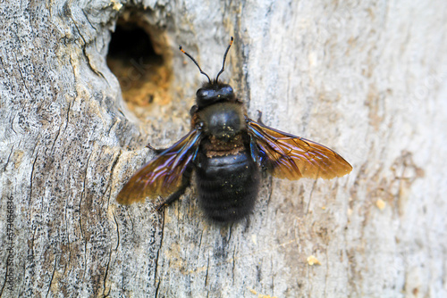 Eine Blauschwarze Holzbiene (Xylocopa violacea) an einem hohlen Baumstamm. Eine sogenannten Echten Biene. 