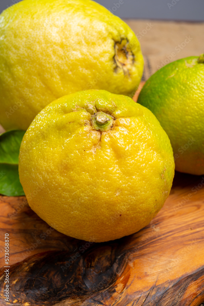Fresh ripe bergamot orange fruits, fragrant citrus used in earl grey tea, medicine and spa treatments Fresh ripe bergamot orange fruits, fragrant citrus used in earl grey tea, medicine and spa treatments