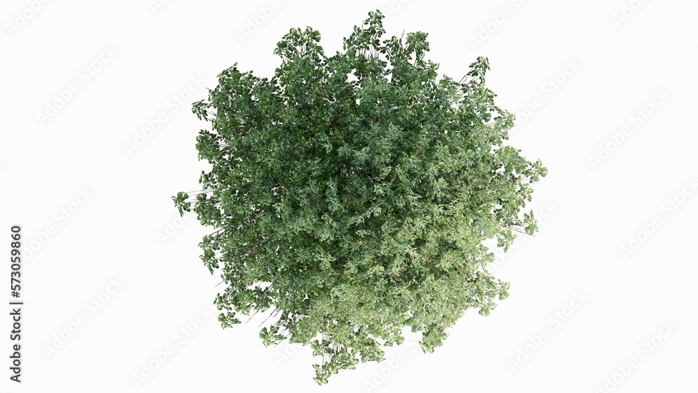 Fototapeta premium 3D Top view Green Trees Isolated on white background, use for visualization in graphic design. 