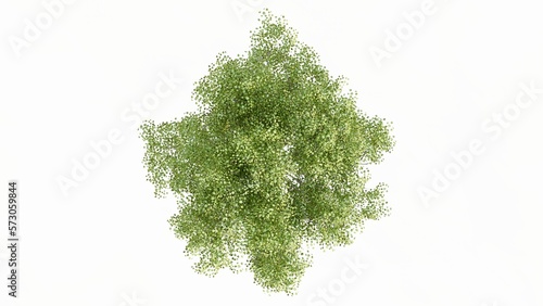 3D Top view Green Trees Isolated on white background, use for visualization in graphic design.  photo