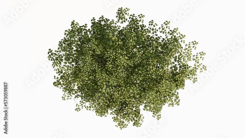 3D Top view Green Trees Isolated on white background, use for visualization in graphic design.	
