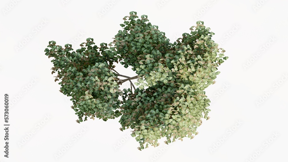 Obraz premium 3D Top view Green Trees Isolated on white background, use for visualization in graphic design. 