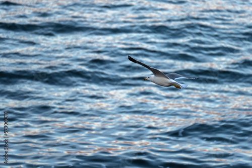 A seagull flies over the lake
