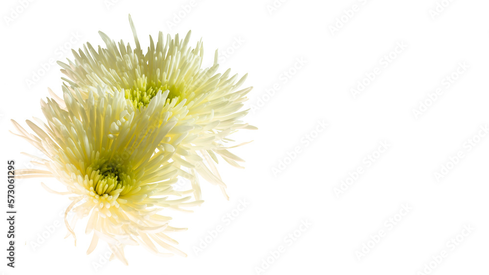 White Chrysanthemum cut out and isolated. Also called mother flower, florist daisy or China chrysanthemum, a field flower of many colors.