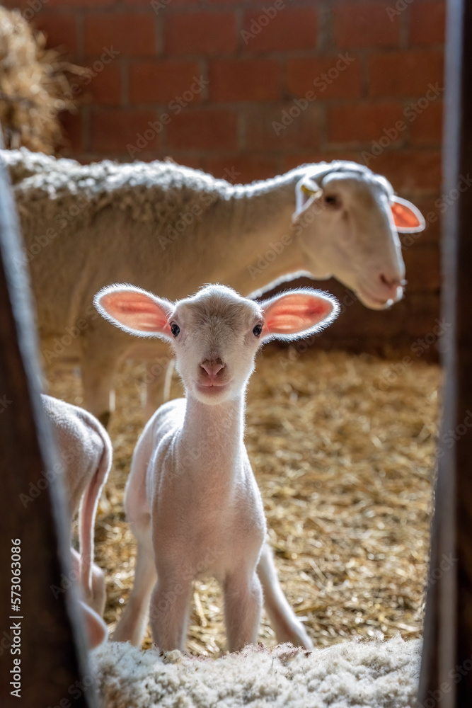Fototapeta premium Sheep organic farming and lambing industry.