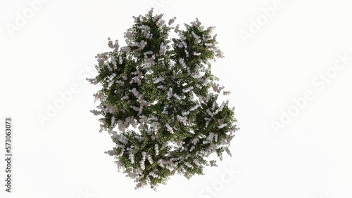 3D Top view flourishing Trees Isolated on white background, use for visualization in graphic design. 