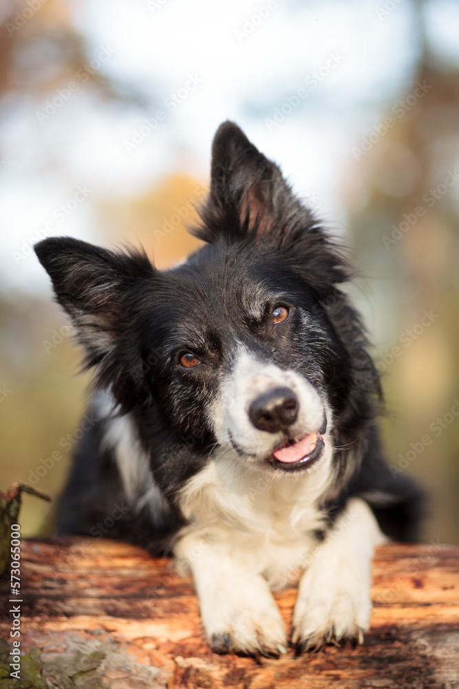 old border collie head tilting in the forest