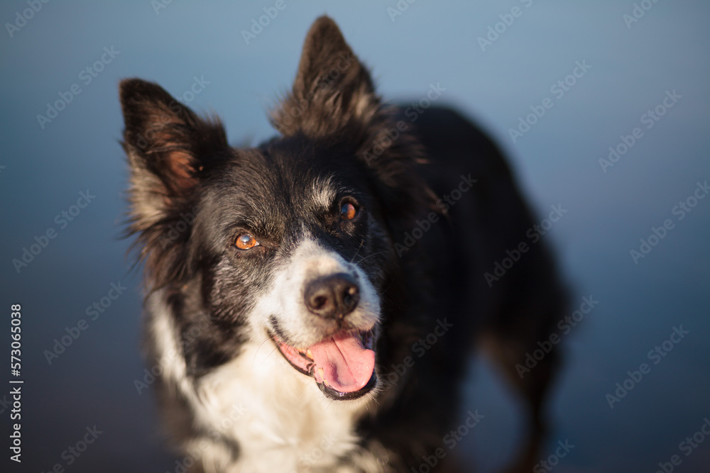 old border collie dog standing in shallow blue water