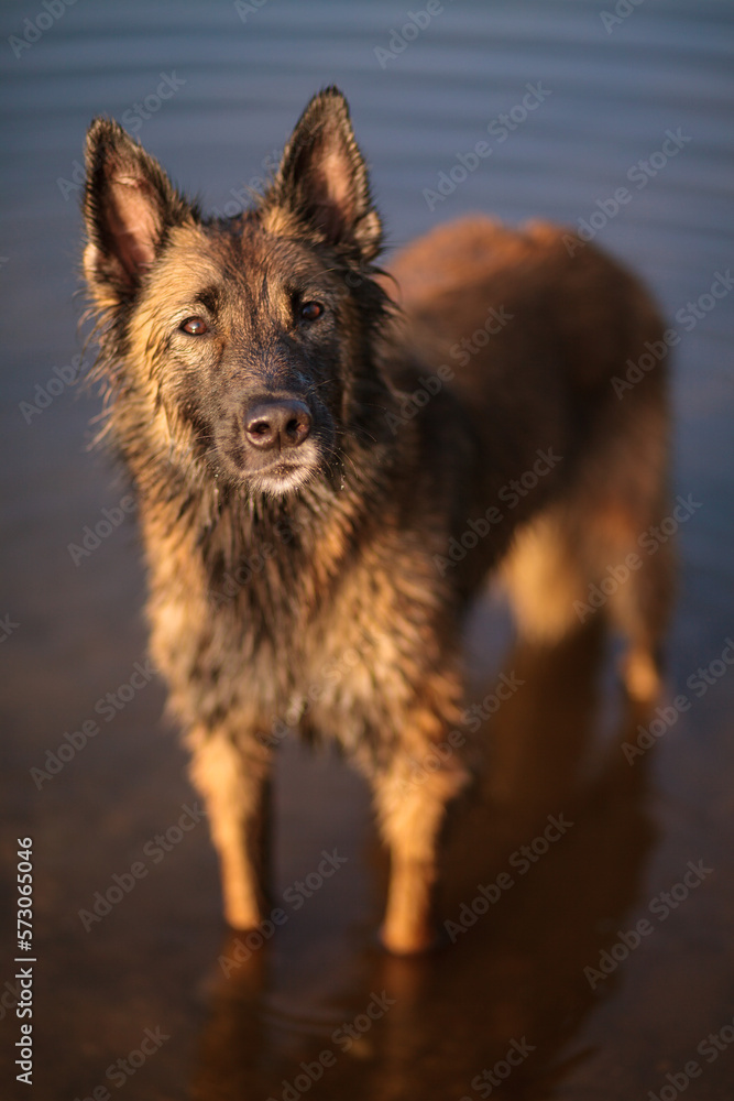 belgian shepherd tervueren dog standing in shallow water belgian shepherd tervueren dog standing in shallow water