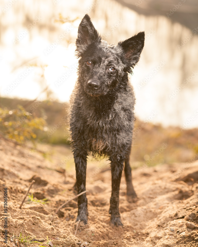 mudi dog standing in sand on a beach at sunset mudi dog standing in sand on a beach at sunset