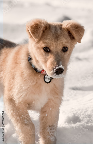 FHD Wallpaper - dog in snow 
