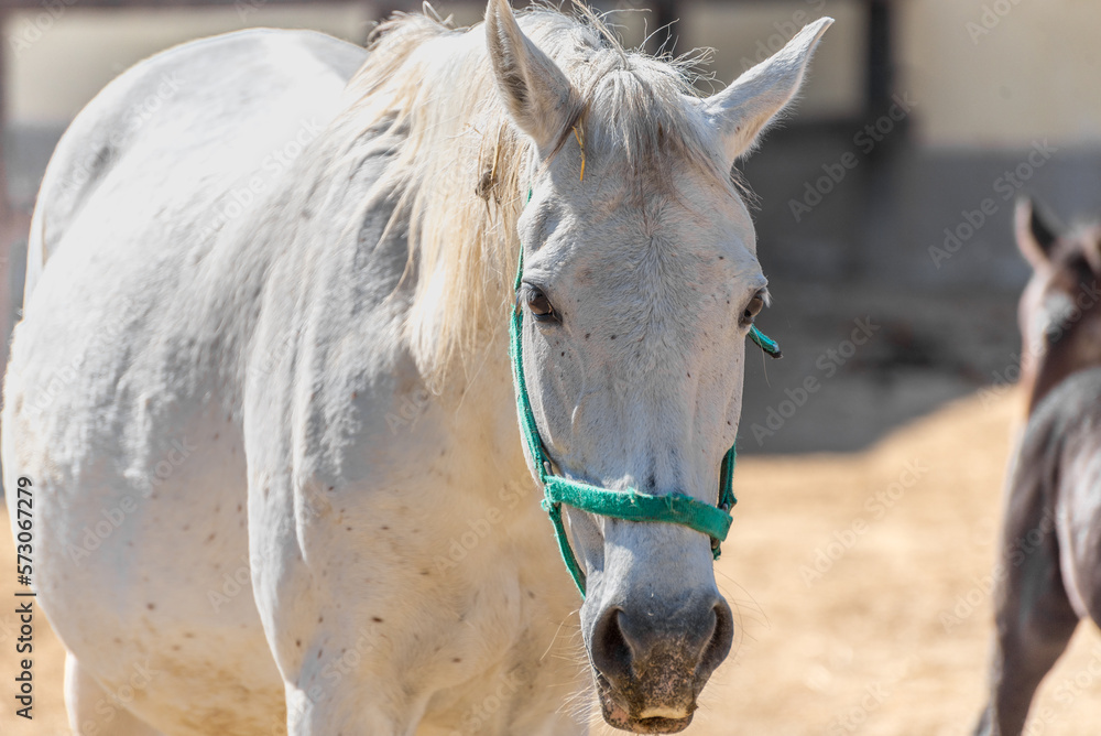 Fototapeta premium The Lipizzan or Lipizzaner is a European breed of riding horse developed in the Habsburg Empire in the sixteenth century.