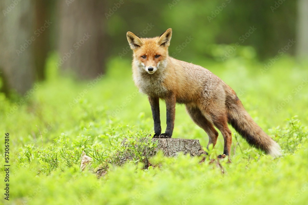 Cute Red Fox, Vulpes vulpes in fall forest. Beautiful animal in the nature habitat. Wildlife scene from the wild nature Cute Red Fox, Vulpes vulpes in fall forest. Beautiful animal in the nature habitat. Wildlife scene from the wild nature