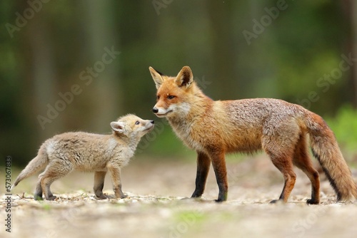 Obraz na plátně Red fox with baby