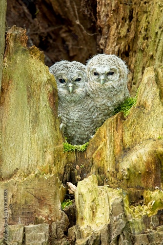 Baby of Tawny owl or brown owl (Strix aluco) is a stocky, medium-sized owl commonly found in woodlands across much of Eurasia. 