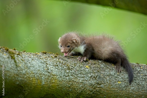 Baby of Stone marten  Martes foina  with clear green background. Detail portrait of forest animal. Small predator sitting on the beautiful green mossy tree trunk in the forest.