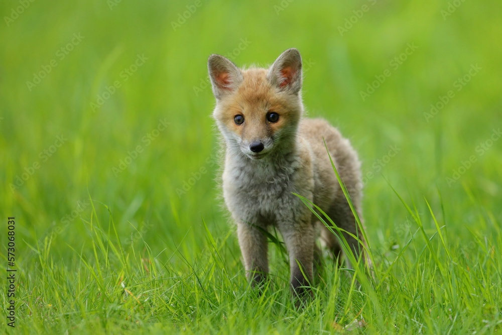 Cute baby red fox, vulpes vulpes, cub playing on green grass and looking into camera in summer nature. Adorable young wild mammals in wilderness from front view.