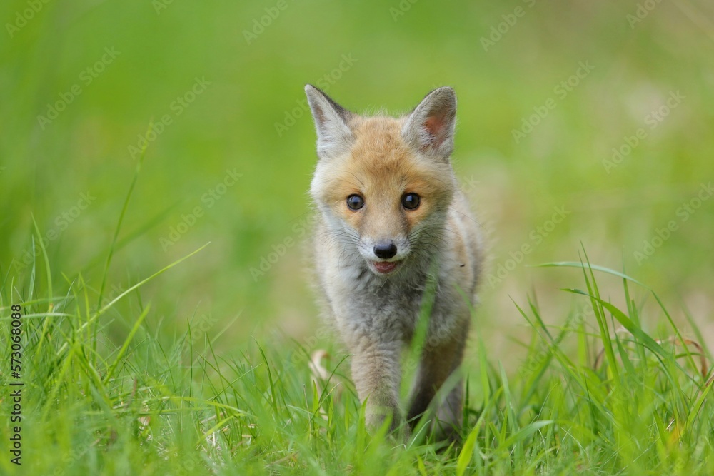 Cute baby red fox, vulpes vulpes, cub playing on green grass and looking into camera in summer nature. Adorable young wild mammals in wilderness from front view. Cute baby red fox, vulpes vulpes, cub playing on green grass and looking into camera in summer nature. Adorable young wild mammals in wilderness from front view.