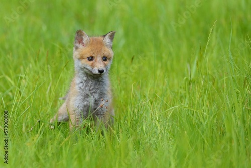 Cute baby red fox, vulpes vulpes, cub playing on green grass and looking into camera in summer nature. Adorable young wild mammals in wilderness from front view.