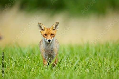 Cute baby red fox, vulpes vulpes, cub playing on green grass and looking into camera in summer nature. Adorable young wild mammals in wilderness from front view. © Miroslav