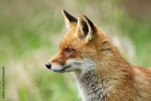 Cute Red Fox, Vulpes vulpes in fall forest. Beautiful animal in the nature habitat. Wildlife scene from the wild nature