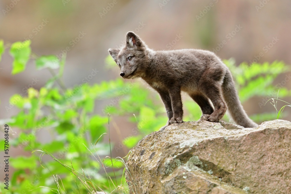 Arctic fox cub or Vulpes lagopus in natural habitat, cute wild animal baby 