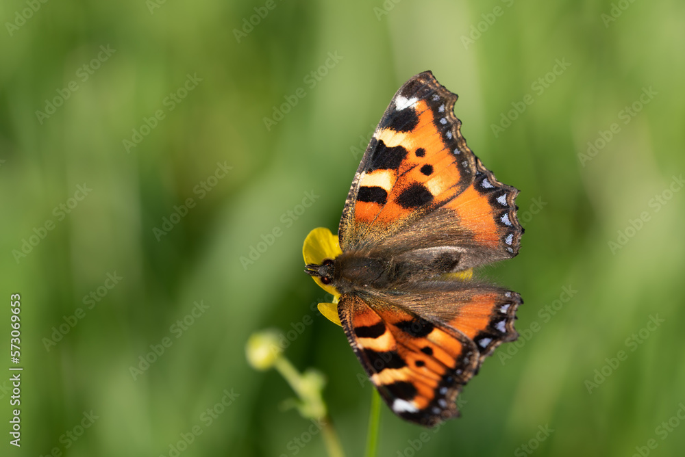a small colorful butterfly, a small fox, sits on the blossom of a buttercup in the open air. a small colorful butterfly, a small fox, sits on the blossom of a buttercup in the open air.