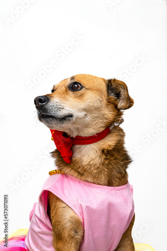 Fototapeta Naklejka Na Ścianę i Meble -  A cute brown she dog wearing a red bowtie and pink clothing in a white background facing up left