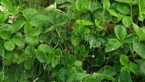 Wallpaper Mural A man is watering the beds. Water the green garden with a watering can. Watering the beds from a watering can. Torontodigital.ca