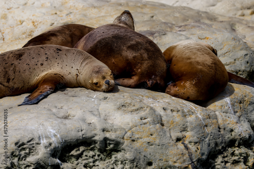 Fototapeta premium A colony of sea lions along the beaches of Puerto Madryn, Argentina 
