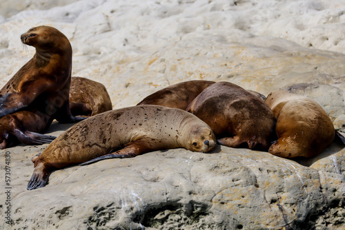 A colony of sea lions along the beaches of Puerto Madryn, Argentina
