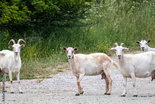 A group of goats grazing in the field.