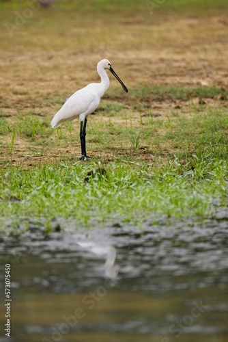 Eurasian Spoonbill standing in water, looking around with soft background of green reeds on a sunny summer day in the wetland.
