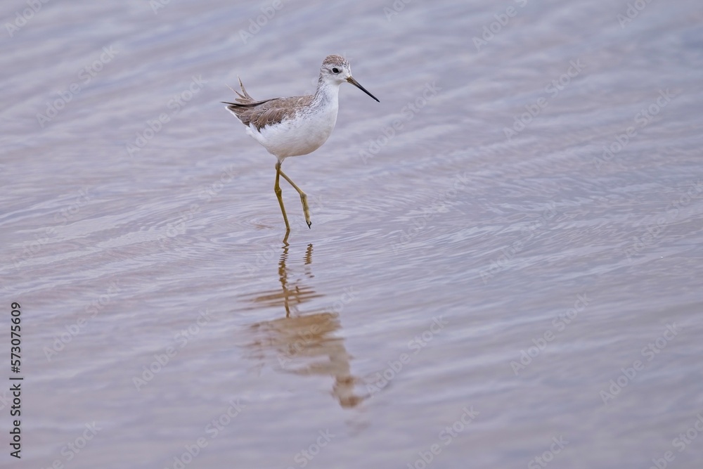 Dunlin (Calidris alpina), with beautiful coloured background. Colorful water bird sitting on the ground near the lake in the evening. Dunlin (Calidris alpina), with beautiful coloured background. Colorful water bird sitting on the ground near the lake in the evening.