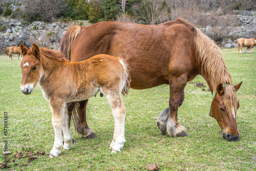 Small horse and mother horse in the catalan Pyrenes Small horse and mother horse in the catalan Pyrenes