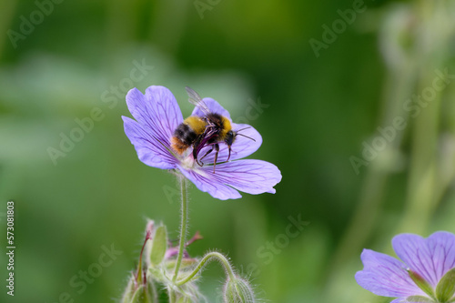 geranium pratense clumsy landing of a bumblebee on blue flowers of meadow cranesbill