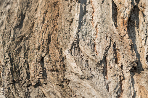 bark of a tree