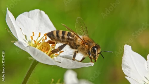 Honey Bees insects collect pollen and pollinates strawberry blossom in spring time close-up