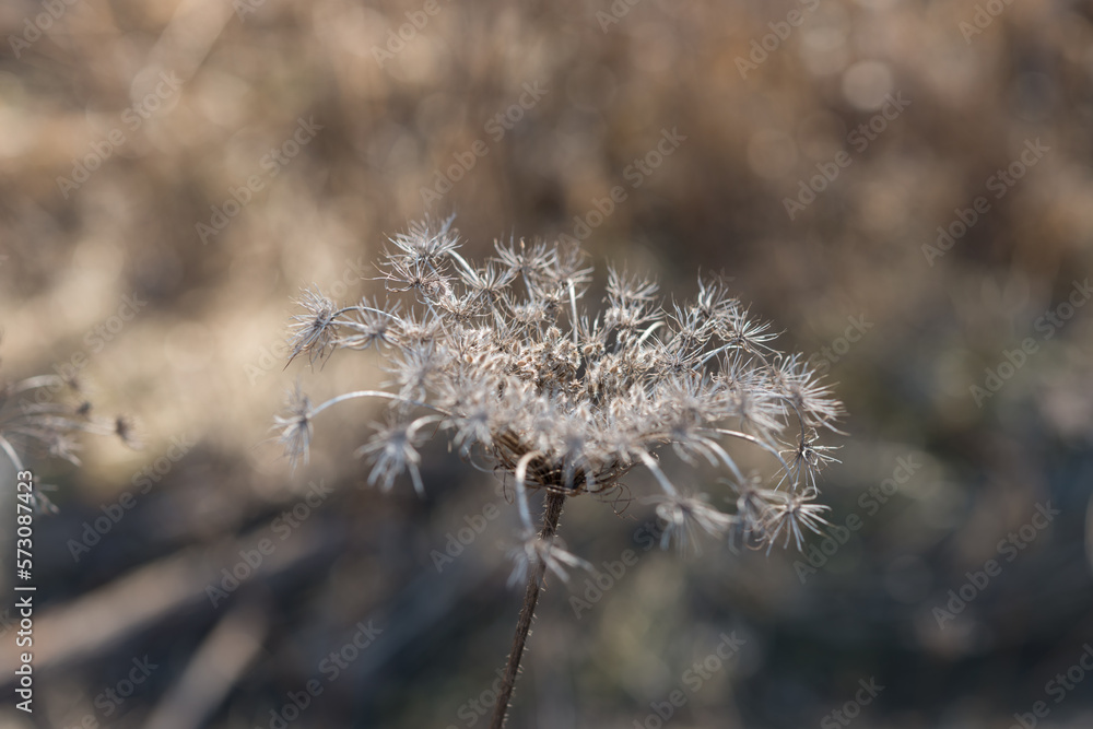 queen anne's lace dried out seed head on a bokeh background queen anne's lace dried out seed head on a bokeh background