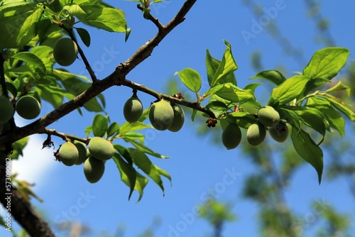 식물 - 매실나무 열매