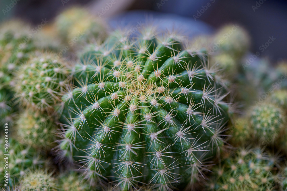 Close-up view of cactus in the garden Close-up view of cactus in the garden