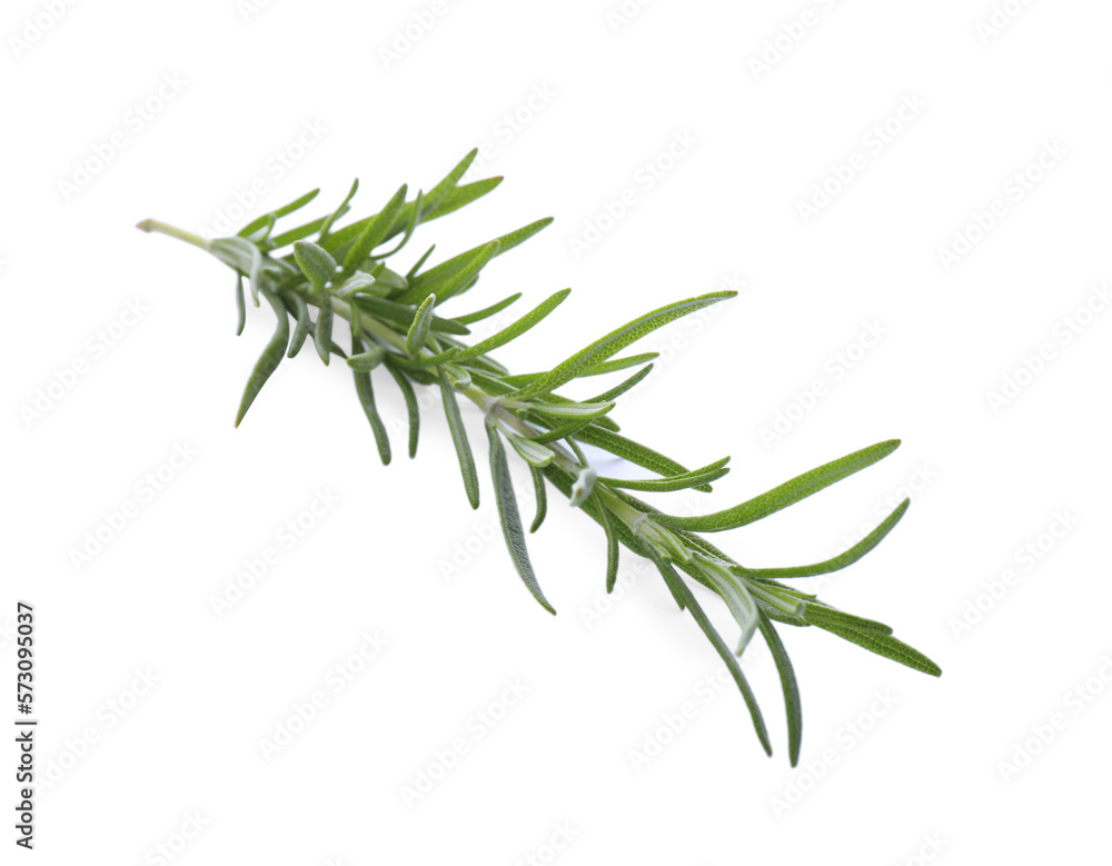 Fototapeta premium Fresh green rosemary isolated on white. Aromatic herb