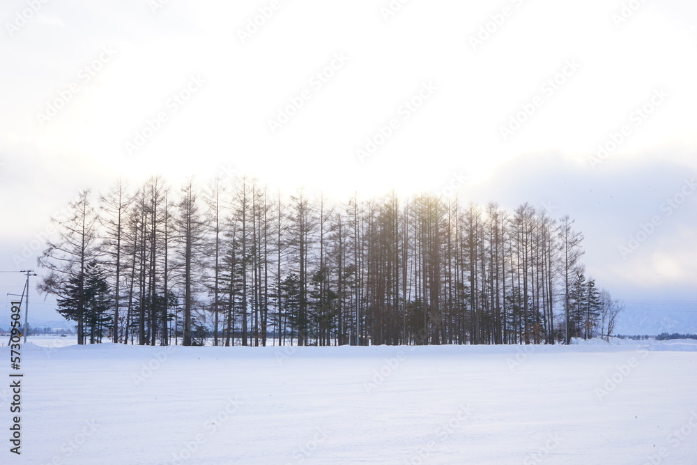 Windbreak Forest or Shelter Belt and Snow Covered in Obihiro, Japan - 日本 北海道 雪景色 防風林
Windbreak Forest or Shelter Belt and Snow Covered in Obihiro, Japan - 日本 北海道 雪景色 防風林