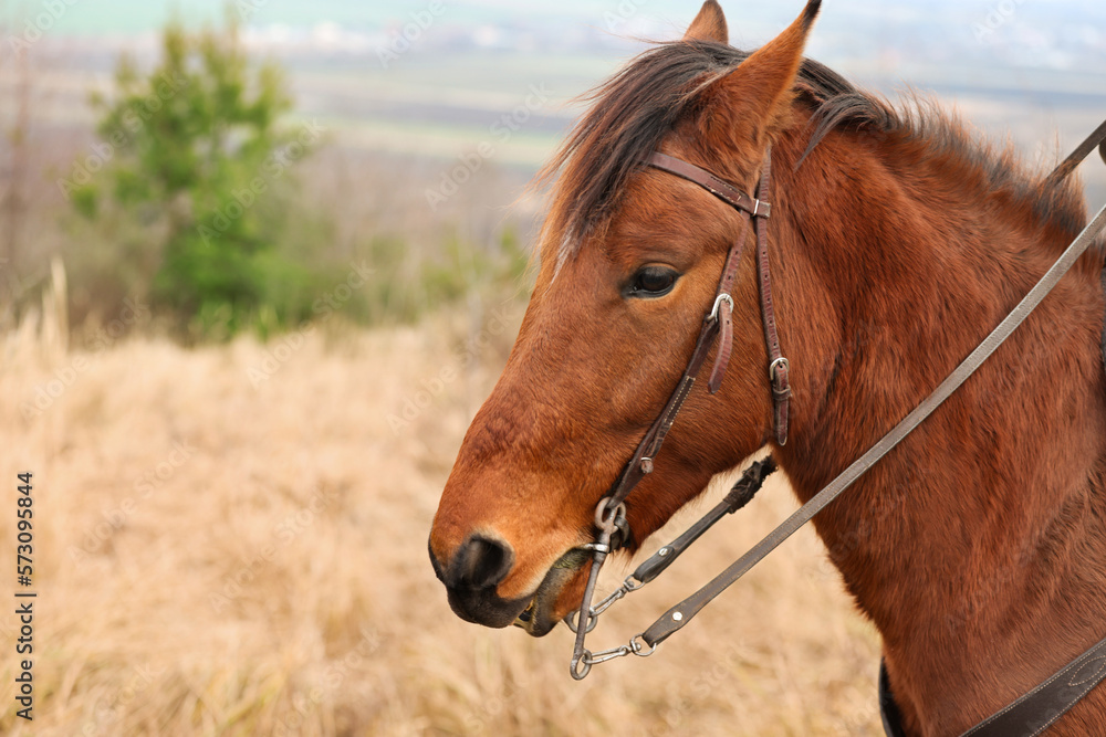 Obraz premium Adorable chestnut horse outdoors, space for text. Lovely domesticated pet