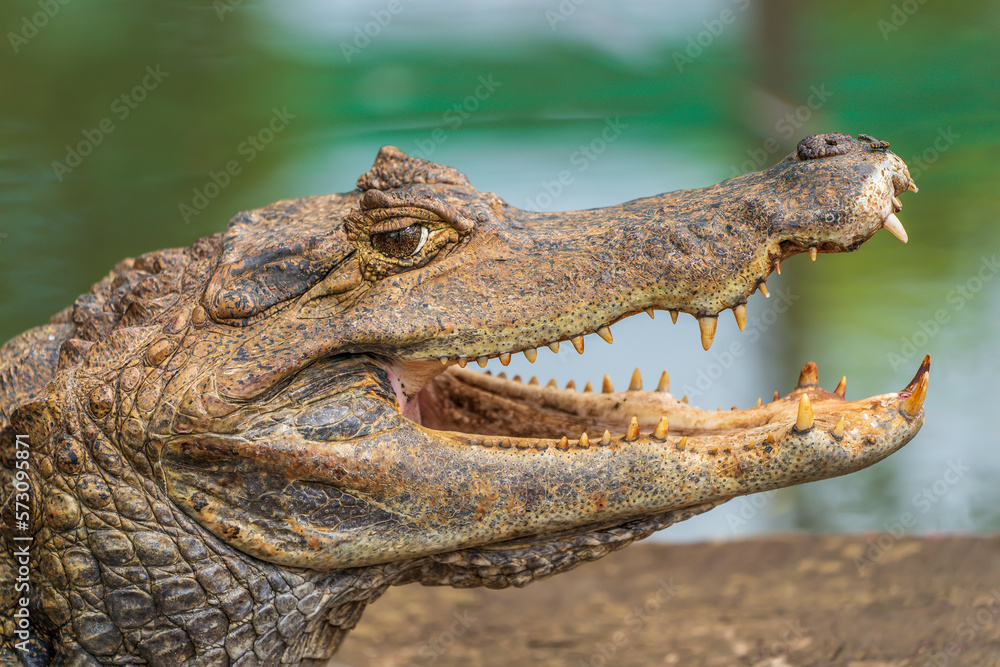 Fototapeta premium The head of an Amazonian crocodile