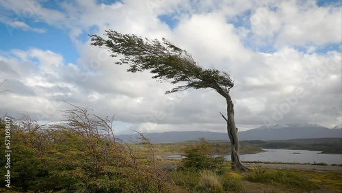 Bent and windswept tree shaped by constant wind. Flag trees in Patagonia, Argentina. Bent over tree.