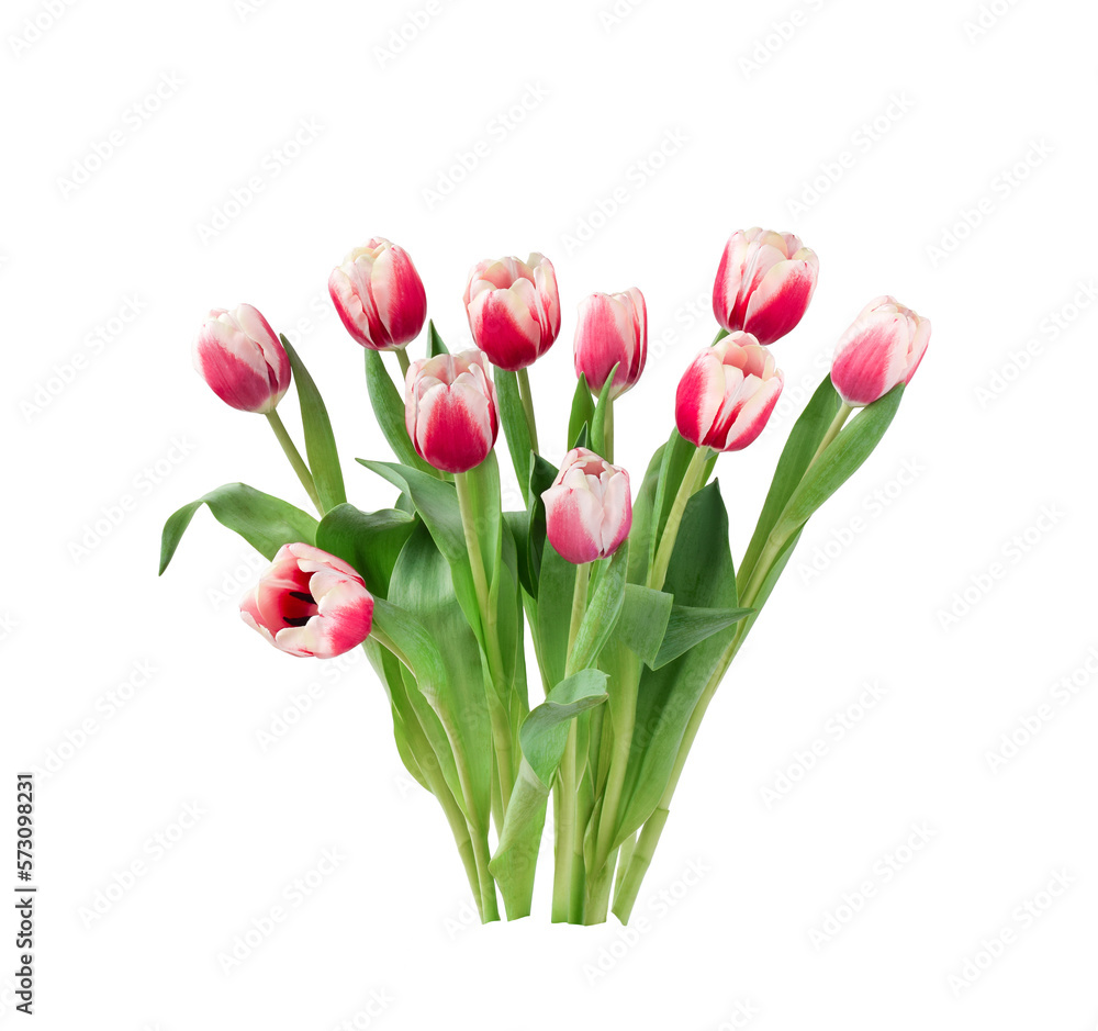 Group of pink tulips isolated cutout on transparent - obrazy, fototapety, plakaty 