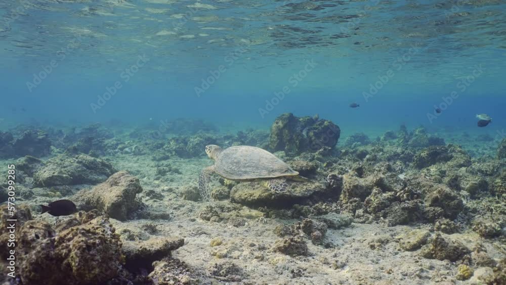 Slow motion, Sea Turtle swims slowly over shallow reef. Hawksbill Sea Turtle or Bissa (Eretmochelys imbricata) swimming over top of the coral reef under surface of the water, Follow shot Slow motion, Sea Turtle swims slowly over shallow reef. Hawksbill Sea Turtle or Bissa (Eretmochelys imbricata) swimming over top of the coral reef under surface of the water, Follow shot