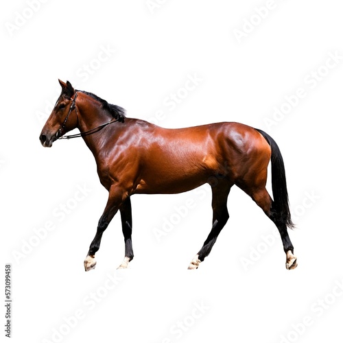 Brown Horse Trotting on a Pure White Background Created with Generative AI and Other Techniques